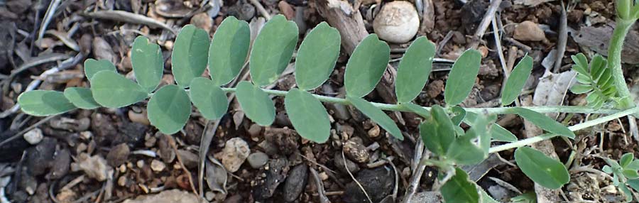 Astragalus hamosus \ Haken-Tragant / Southern Milk-Vetch, Zypern/Cyprus Akamas, Neo Chorio 20.3.2025