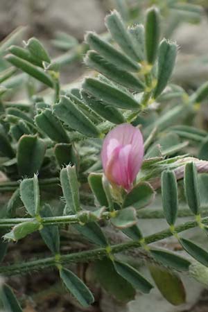Onobrychis crista-galli \ Hahnenkamm-Esparsette / Cock's-Comb Sainfoin, Zypern/Cyprus Choirokoitia 21.3.2025