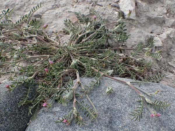 Onobrychis crista-galli \ Hahnenkamm-Esparsette / Cock's-Comb Sainfoin, Zypern/Cyprus Choirokoitia 21.3.2025