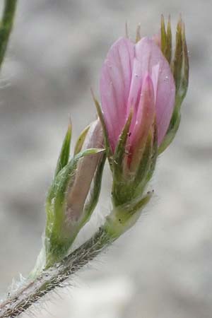 Onobrychis crista-galli \ Hahnenkamm-Esparsette / Cock's-Comb Sainfoin, Zypern/Cyprus Choirokoitia 21.3.2025