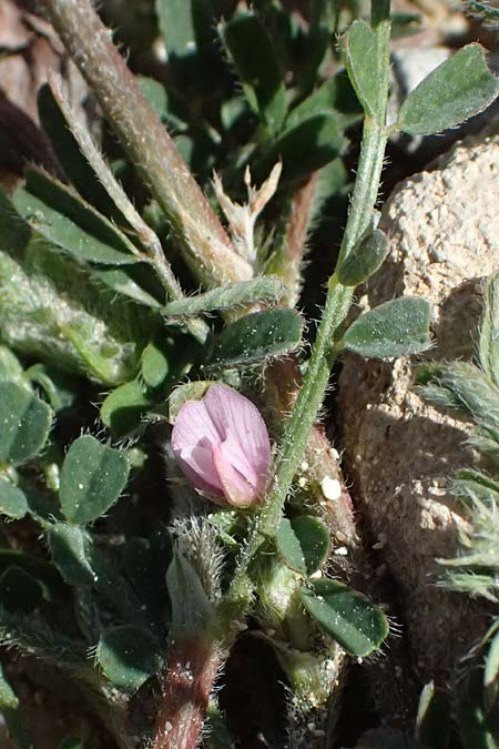 Onobrychis crista-galli \ Hahnenkamm-Esparsette / Cock's-Comb Sainfoin, Zypern/Cyprus Kato Paphos 22.3.2025