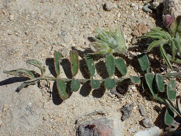 Onobrychis crista-galli \ Hahnenkamm-Esparsette / Cock's-Comb Sainfoin, Zypern/Cyprus Kato Paphos 22.3.2025