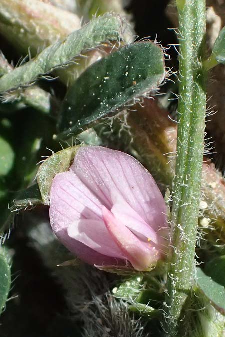 Onobrychis crista-galli \ Hahnenkamm-Esparsette / Cock's-Comb Sainfoin, Zypern/Cyprus Kato Paphos 22.3.2025