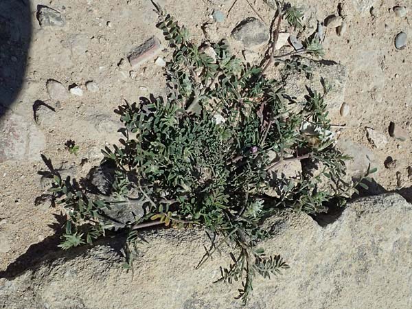 Onobrychis crista-galli \ Hahnenkamm-Esparsette / Cock's-Comb Sainfoin, Zypern/Cyprus Kato Paphos 22.3.2025