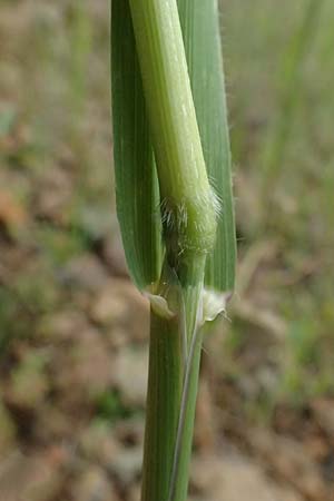 Avena sterilis \ Wild-Hafer, Tauber Hafer, Zypern Lagoudera 26.3.2025
