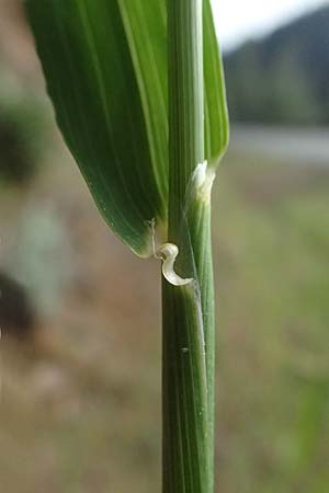 Avena sterilis \ Wild-Hafer, Tauber Hafer, Zypern Lagoudera 26.3.2025