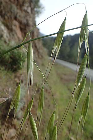 Avena sterilis \ Wild-Hafer, Tauber Hafer, Zypern Lagoudera 26.3.2025