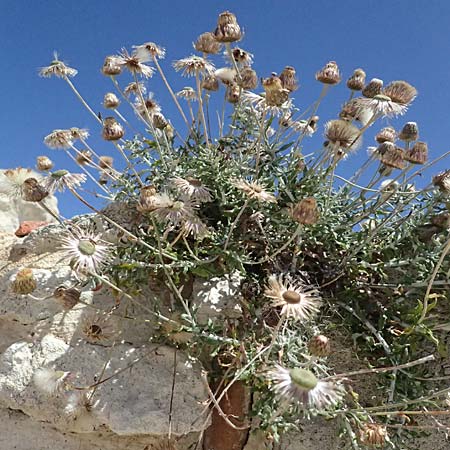 Phagnalon rupestre \ Gew�hnliche Steinimmortelle, Zypern Kourion 29.3.2025