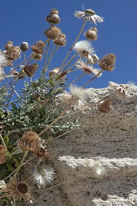Phagnalon rupestre \ Gew�hnliche Steinimmortelle, Zypern Kourion 29.3.2025