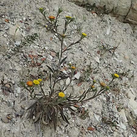 Pallenis spinosa / Pallensis, Cyprus Kato Archimandrita 1.4.2025