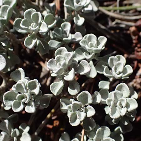 Alyssum troodii \ Troodos-Steinkraut, Zypern Troodos 24.3.2025
