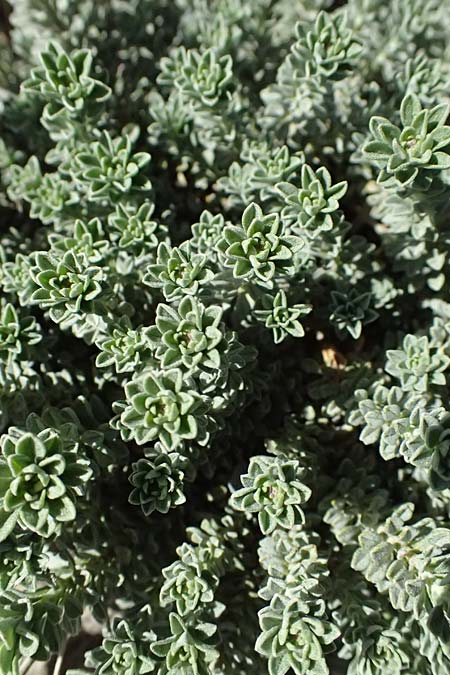 Alyssum troodii \ Troodos-Steinkraut, Zypern Troodos 24.3.2025