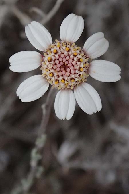 Anthemis tricolor \ Dreifarbige Hundskamille / Three-Colored Chamomile, Zypern/Cyprus Kato Archimandrita 1.4.2025