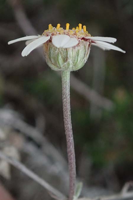 Anthemis tricolor \ Dreifarbige Hundskamille / Three-Colored Chamomile, Zypern/Cyprus Kato Archimandrita 1.4.2025