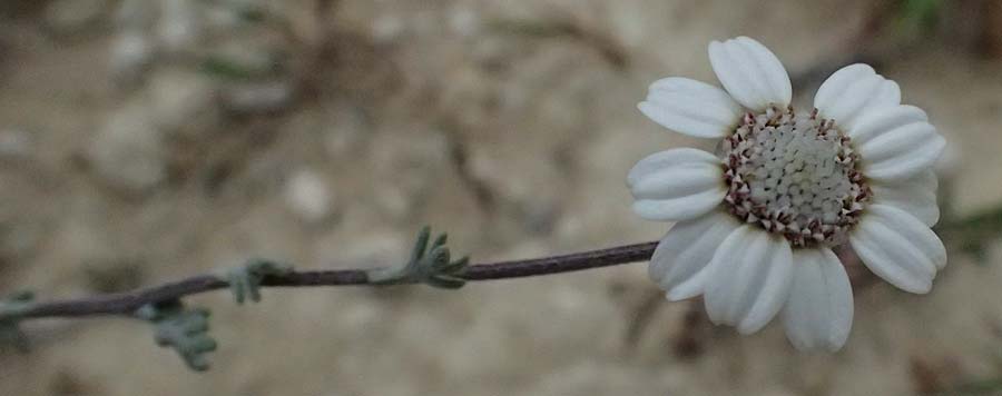 Anthemis tricolor \ Dreifarbige Hundskamille / Three-Colored Chamomile, Zypern/Cyprus Kato Archimandrita 1.4.2025