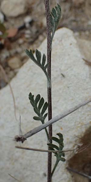 Anthemis tricolor \ Dreifarbige Hundskamille / Three-Colored Chamomile, Zypern/Cyprus Kato Archimandrita 1.4.2025