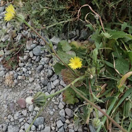 Urospermum picroides \ Bitterkraut-Schwefelk�pfchen / Prickly Goldenfleece, Zypern/Cyprus Pissouri 20.3.2025