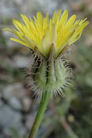 Urospermum picroides \ Bitterkraut-Schwefelk�pfchen / Prickly Goldenfleece, Zypern/Cyprus Pissouri 20.3.2025