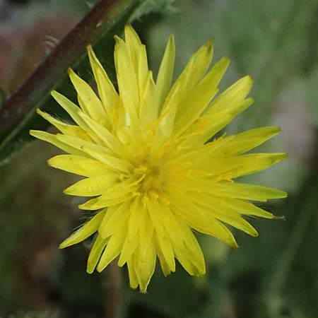 Urospermum picroides \ Bitterkraut-Schwefelk�pfchen / Prickly Goldenfleece, Zypern/Cyprus Pissouri 20.3.2025