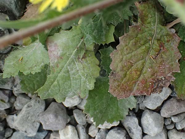 Urospermum picroides \ Bitterkraut-Schwefelk�pfchen / Prickly Goldenfleece, Zypern/Cyprus Pissouri 20.3.2025
