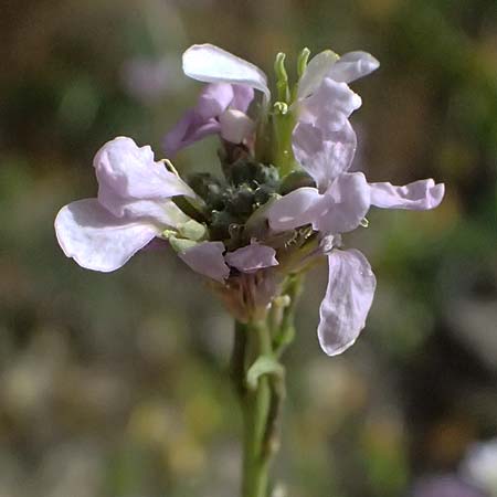 Erucaria hispanica \ Spanischer Senf / Spanish Pink Mustard, Zypern/Cyprus Pano Lefkara 25.3.2025