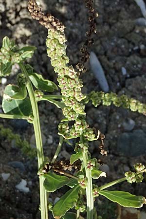 Beta vulgaris subsp. maritima \ Wilde R�be, Meer-Mangold / Sea Beet, Zypern/Cyprus Petra tou Romiou 30.3.2025