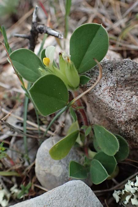 Anthyllis tetraphylla \ Blasen-Wundklee, Zypern Pegeia 30.3.2025
