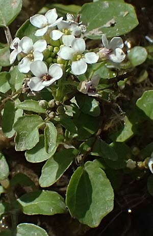 Nasturtium officinale \ Echte Brunnenkresse / Water Cress, Zypern/Cyprus Prov.  Paphos,  Episkopi 31.3.2025