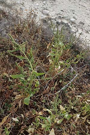 Beta vulgaris subsp. maritima \ Wilde R�be, Meer-Mangold / Sea Beet, Zypern/Cyprus Governos's Beach 25.3.2025