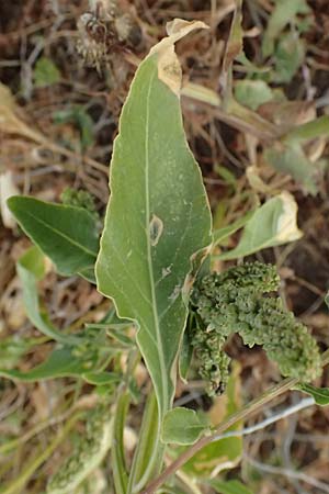 Beta vulgaris subsp. maritima \ Wilde R�be, Meer-Mangold / Sea Beet, Zypern/Cyprus Governos's Beach 25.3.2025