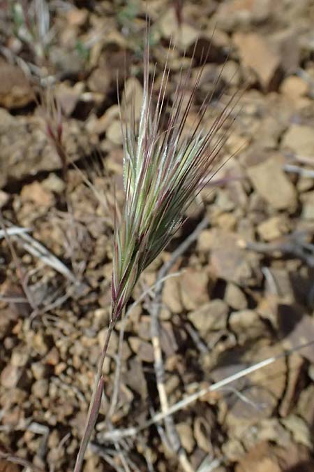 Bromus madritensis \ Mittelmeer-Trespe / Compact Brome, Zypern/Cyprus Lagoudera 26.3.2025