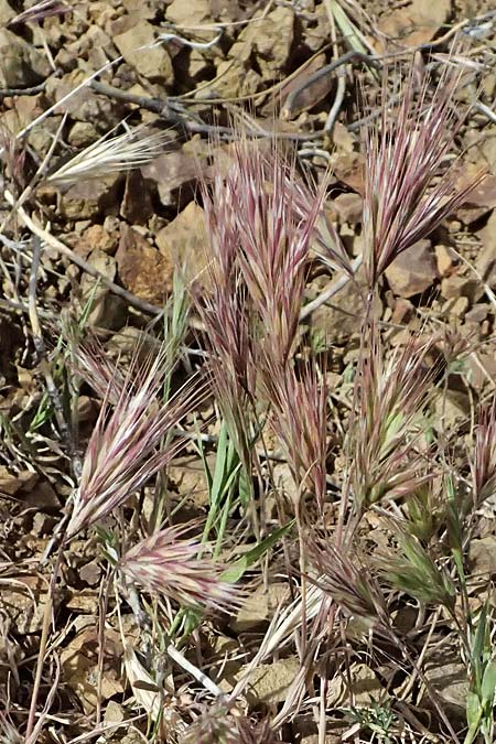 Bromus madritensis \ Mittelmeer-Trespe / Compact Brome, Zypern/Cyprus Lagoudera 26.3.2025