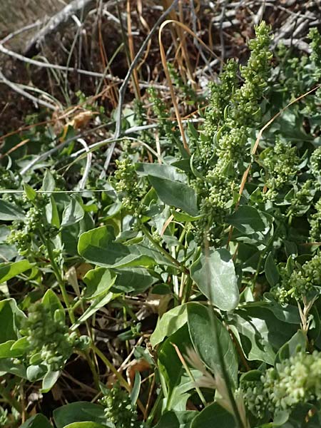 Beta vulgaris subsp. maritima \ Wilde R�be, Meer-Mangold / Sea Beet, Zypern/Cyprus Larnaka 2.4.2025