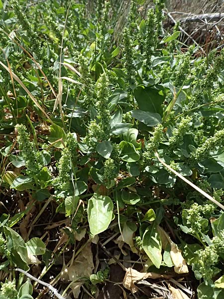 Beta vulgaris subsp. maritima \ Wilde R�be, Meer-Mangold / Sea Beet, Zypern/Cyprus Larnaka 2.4.2025