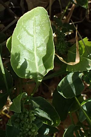 Beta vulgaris subsp. maritima \ Wilde R�be, Meer-Mangold / Sea Beet, Zypern/Cyprus Larnaka 2.4.2025