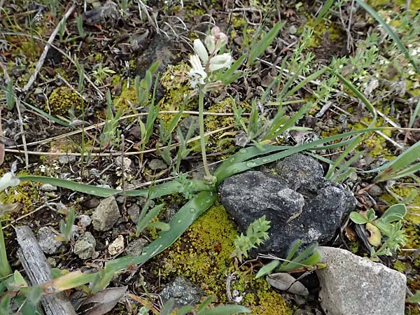 Bellevalia nivalis \ Schneewei�e Hyazinthe / White Squill, Zypern/Cyprus Akamas, Neo Chorio 20.3.2025