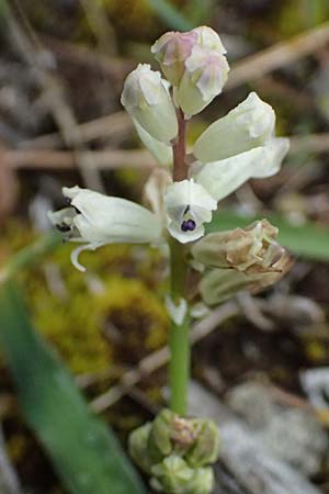 Bellevalia nivalis \ Schneewei�e Hyazinthe / White Squill, Zypern/Cyprus Akamas, Neo Chorio 20.3.2025