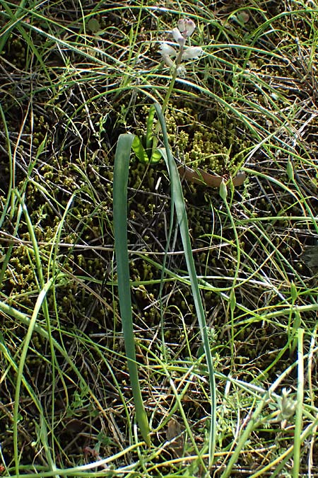 Bellevalia nivalis \ Schneewei�e Hyazinthe / White Squill, Zypern/Cyprus Xyliatos 26.3.2025
