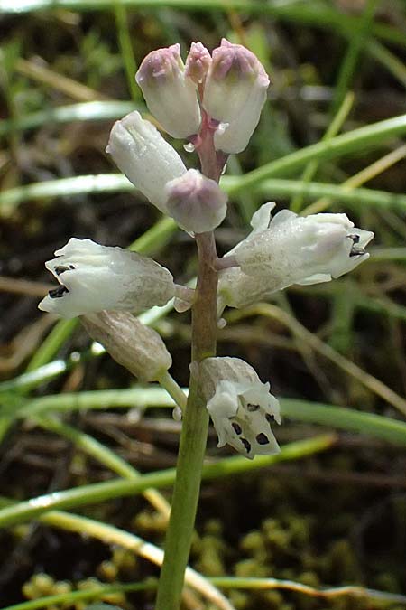 Bellevalia nivalis \ Schneewei�e Hyazinthe / White Squill, Zypern/Cyprus Xyliatos 26.3.2025