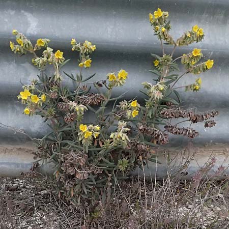 Helianthemum syriacum \ Syrisches Sonnenrschen, Lavendelblttriges Sonnenrschen, Zypern Tochni 21.3.2025
