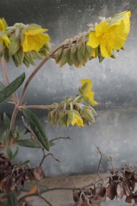 Helianthemum syriacum \ Syrisches Sonnenrschen, Lavendelblttriges Sonnenrschen, Zypern Tochni 21.3.2025