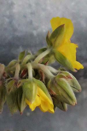 Helianthemum syriacum \ Syrisches Sonnenrschen, Lavendelblttriges Sonnenrschen, Zypern Tochni 21.3.2025