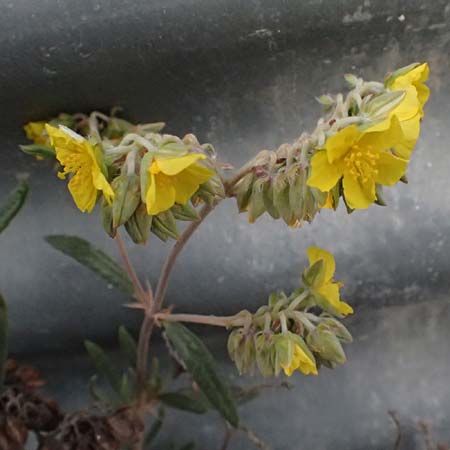 Helianthemum syriacum \ Syrisches Sonnenrschen, Lavendelblttriges Sonnenrschen, Zypern Tochni 21.3.2025
