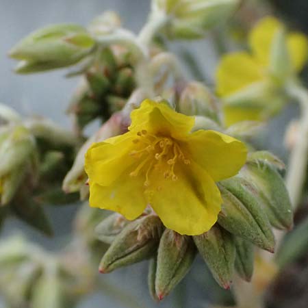 Helianthemum syriacum \ Syrisches Sonnenrschen, Lavendelblttriges Sonnenrschen, Zypern Tochni 21.3.2025