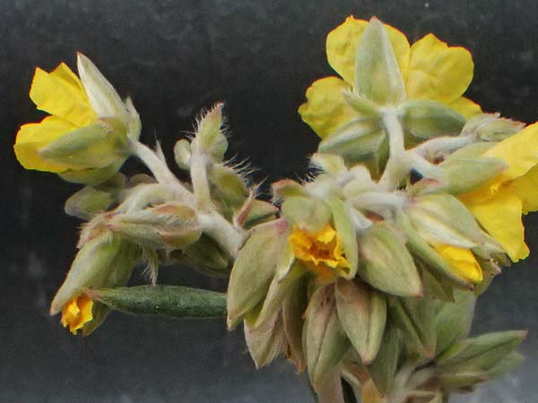 Helianthemum syriacum \ Syrisches Sonnenrschen, Lavendelblttriges Sonnenrschen, Zypern Tochni 21.3.2025