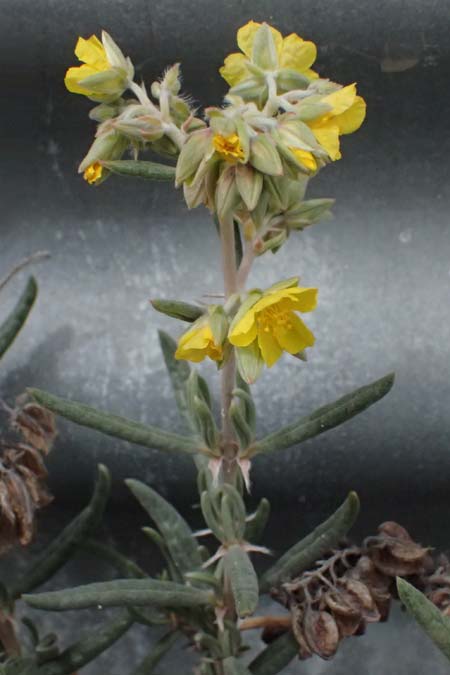 Helianthemum syriacum \ Syrisches Sonnenrschen, Lavendelblttriges Sonnenrschen, Zypern Tochni 21.3.2025