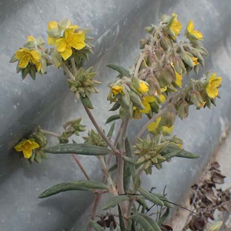Helianthemum syriacum \ Syrisches Sonnenrschen, Lavendelblttriges Sonnenrschen, Zypern Tochni 21.3.2025