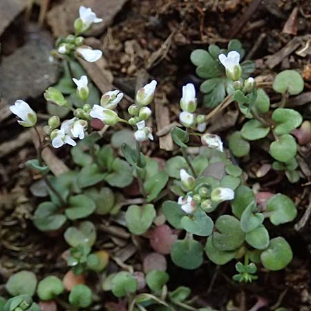 Microthlaspi natolicum subsp. gaillardotii \ Gaillardots Kleint�schelkraut, Zypern Troodos 24.3.2025