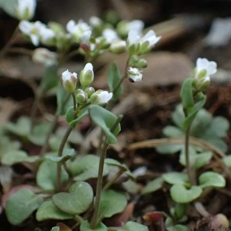 Microthlaspi natolicum subsp. gaillardotii \ Gaillardots Kleint�schelkraut, Zypern Troodos 24.3.2025