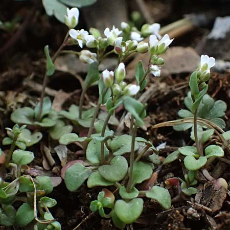 Microthlaspi natolicum subsp. gaillardotii \ Gaillardots Kleint�schelkraut, Zypern Troodos 24.3.2025